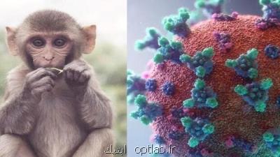 علایم اخیر آبله میمونی با نوع قبلی فرق دارد