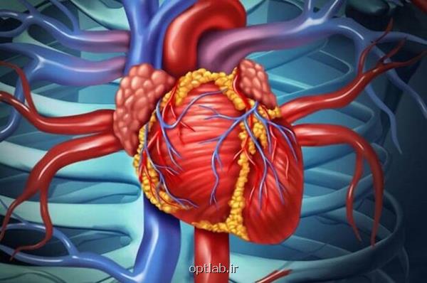 هورمون اکسی توسین به بازیابی سلول های ماهیچه قلب کمک می کند