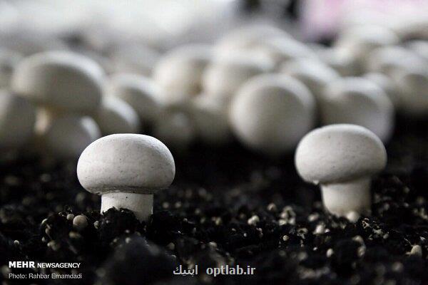 خوردن قارچ سمی پس از پختن هم خطر دارد