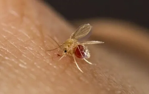 ابتلای 4800 نفر به سالک امسال