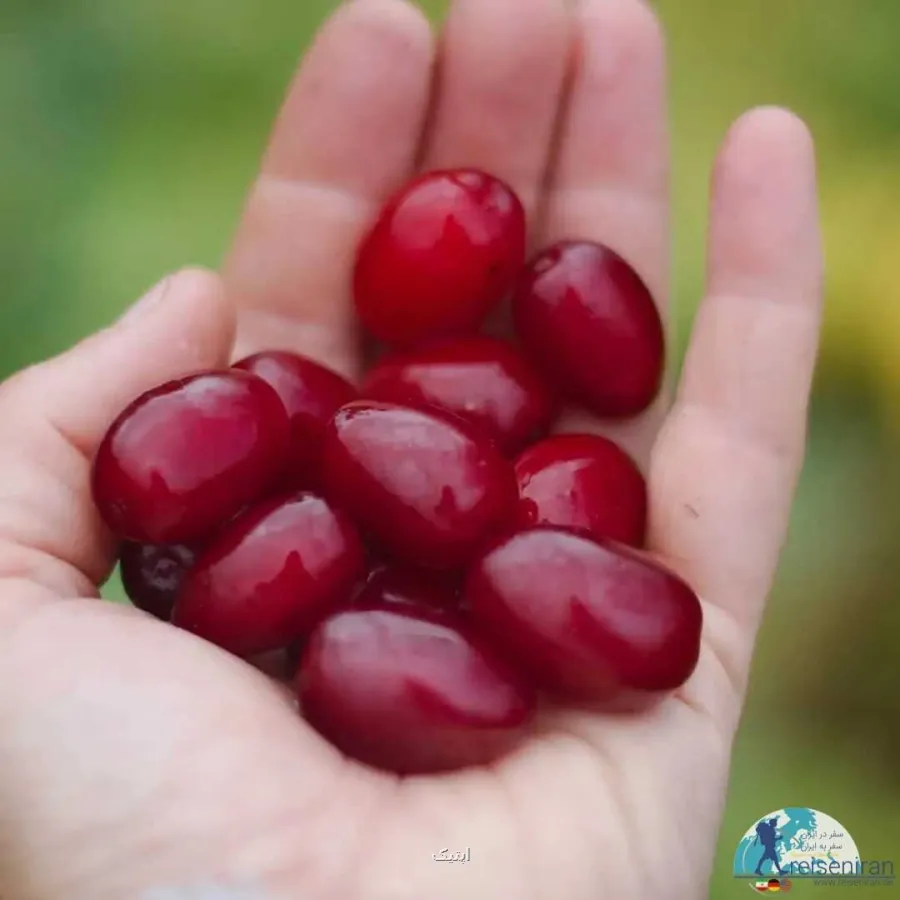 یافته جدید دانشمندان در رابطه با تاثیر آب زغال اخته بر سلامت دندان