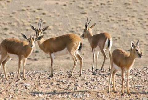 بیمه لیزر درمانی در ایران