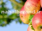 فروشگاه بذر در شهرستانهای آذربایجان غربی